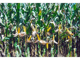 Tract 1 - Corn - LAND AUCTION, 223+/- Acres offered in 3 Tracts